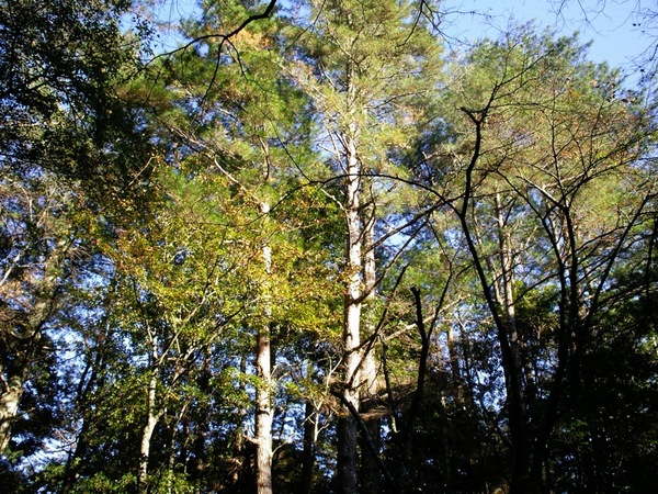 朝日駐在所遺址的陽光與樹林