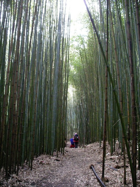 突然進入一片竹林