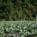 山谷裡的高麗菜園