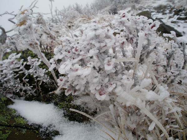 霧淞