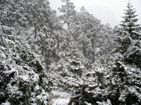 回程時積雪已經很厚 森林都白了頭