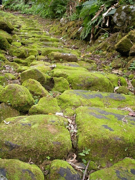 長了超厚青苔的石階