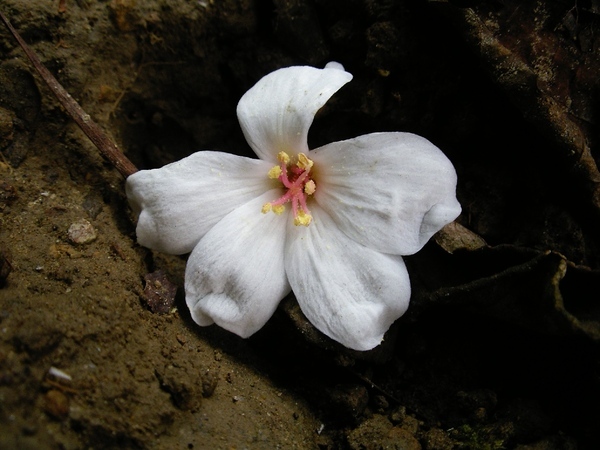 早開了的油桐花