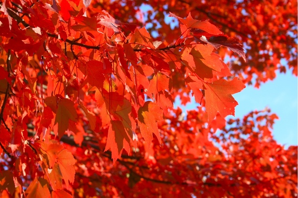 第一次看到這麼紅的