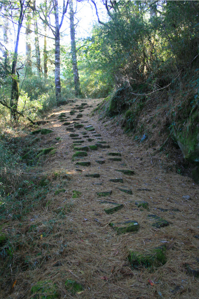 往鹿林前山天文台的步道