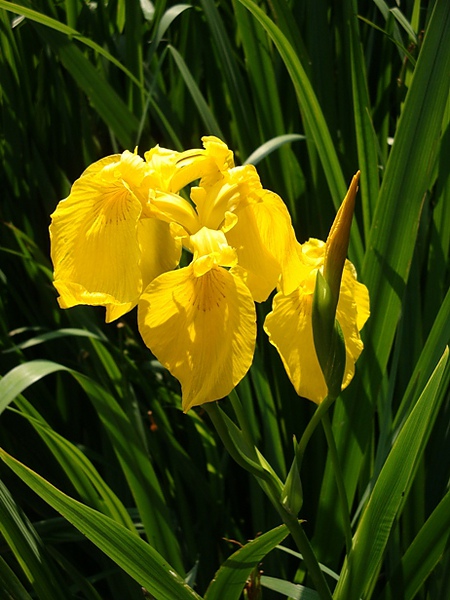 20100612 212.JPG 20100612 212.JPG
