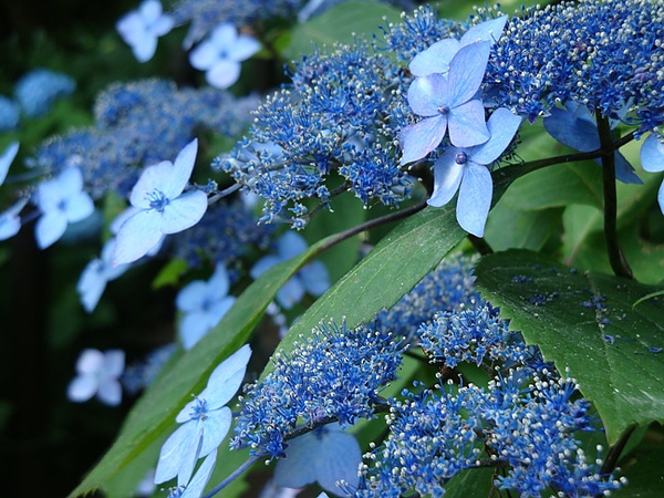 20100612 13.JPG 20100612 13.JPG