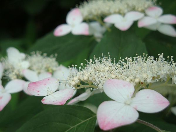 20100612 05.JPG 20100612 05.JPG