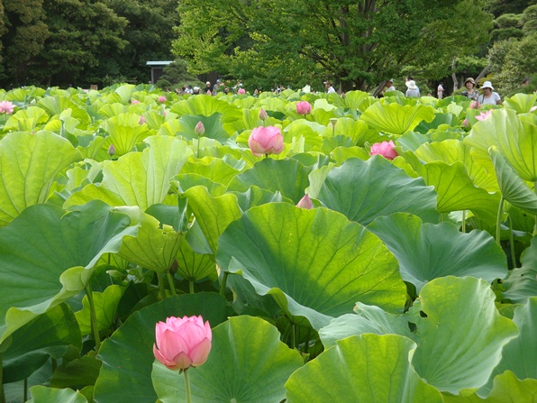 20110718 003.jpg 20110718 003.jpg