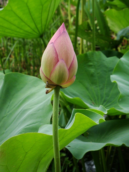 20110718 004.jpg 20110718 004.jpg