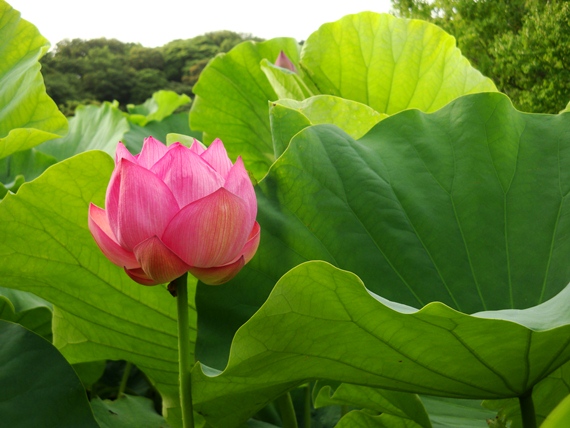 20110718 005.jpg 20110718 005.jpg
