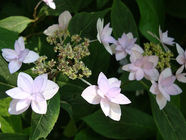 20100612 106.JPG 20100612 106.JPG