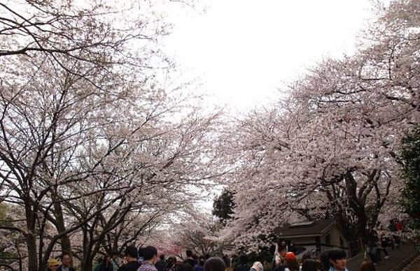 20110410 001.jpg 20110410 001.jpg