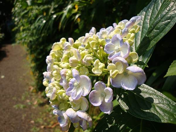 20100612 077.JPG 20100612 077.JPG