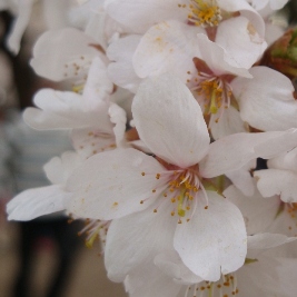 msn20.JPG msn20.JPG