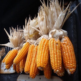 msn10.JPG msn10.JPG
