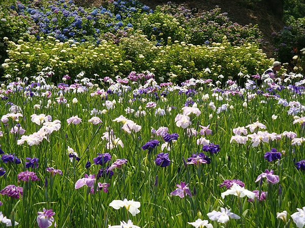20100612 204.JPG 20100612 204.JPG