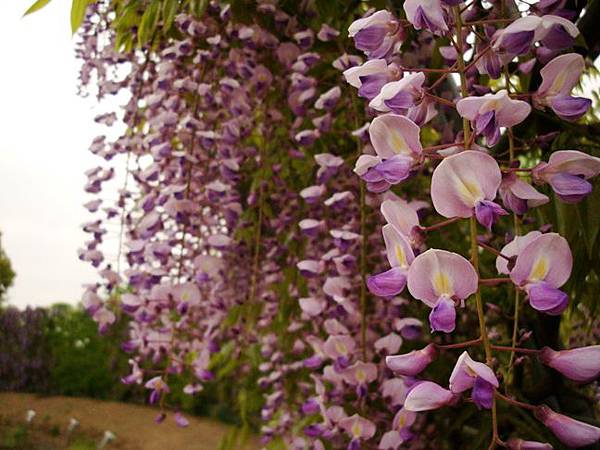 20110504 010.jpg 20110504 010.jpg