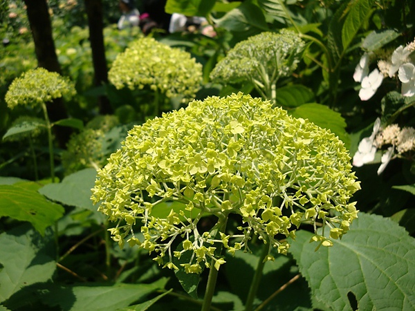 20100612 111.JPG 20100612 111.JPG