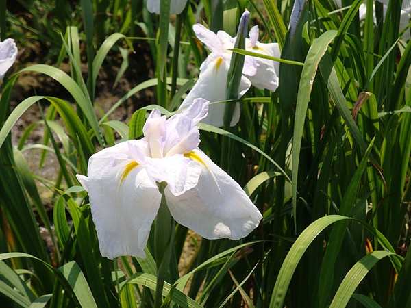 20100612 209.JPG 20100612 209.JPG