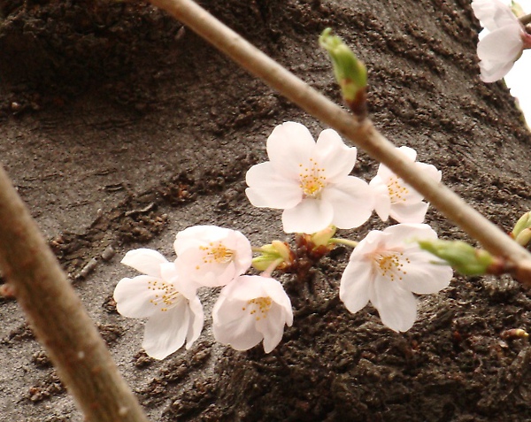 20100328 00.JPG 20100328 00.JPG