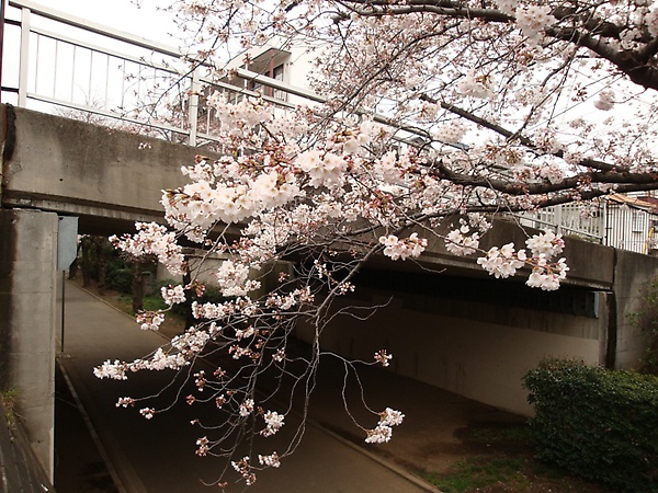 20100328 01.JPG 20100328 01.JPG