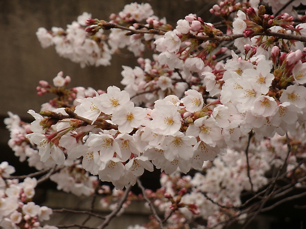 20100328 02.JPG 20100328 02.JPG