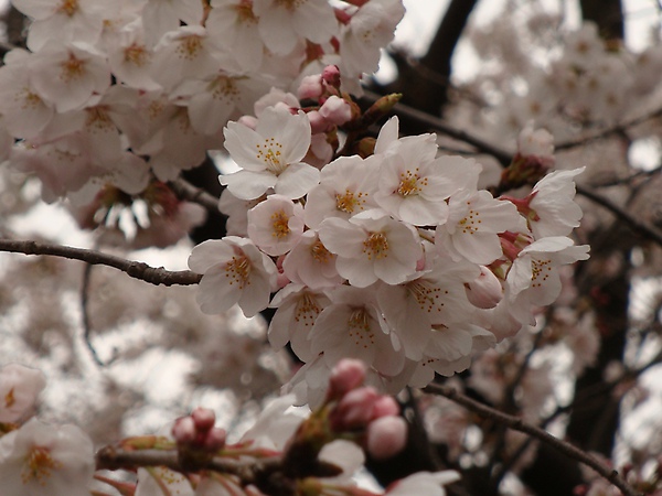 20100328 03.JPG 20100328 03.JPG