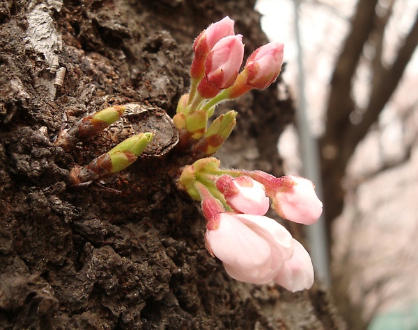 20100328 04.JPG 20100328 04.JPG