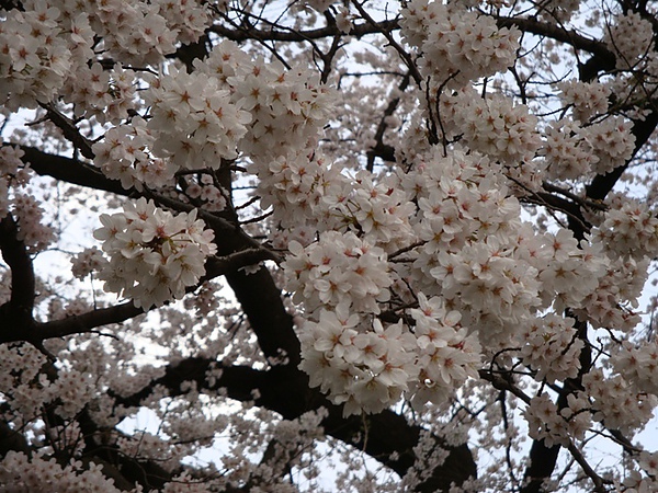 20100403 00.JPG 20100403 00.JPG