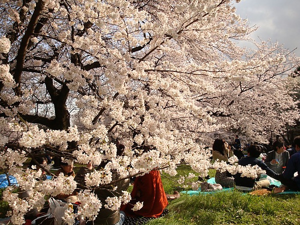 20100403 04.JPG 20100403 04.JPG