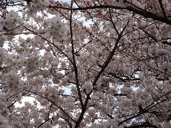 20100403 01.JPG 20100403 01.JPG