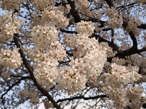 20100403 02.JPG 20100403 02.JPG