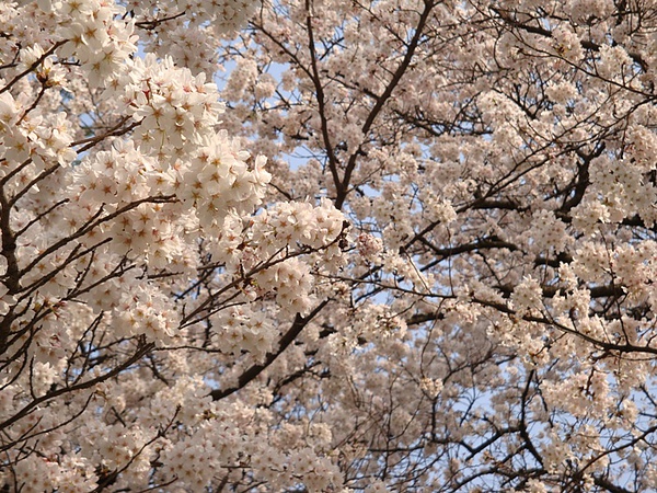 20100403 03.JPG 20100403 03.JPG