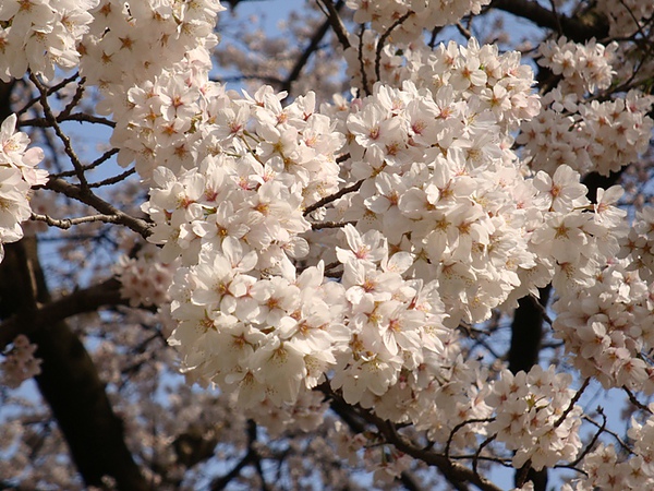 20100403 05.JPG 20100403 05.JPG
