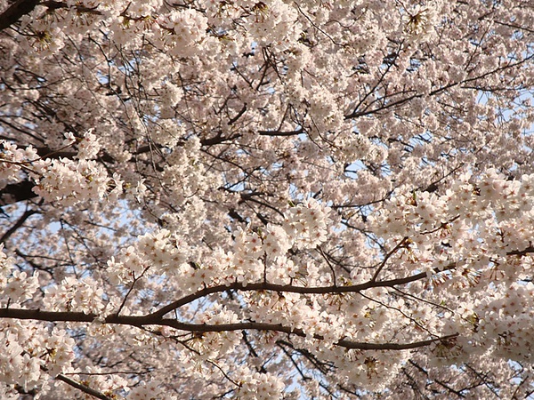 20100403 06.JPG 20100403 06.JPG