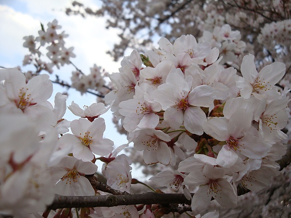 20100403 07.JPG 20100403 07.JPG