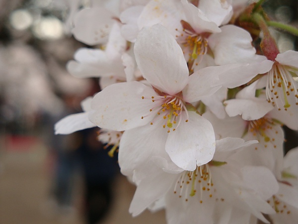 20100403 08.JPG 20100403 08.JPG