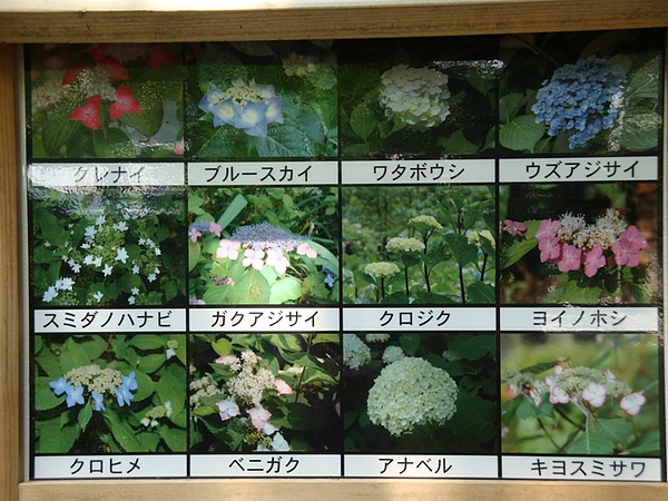 20100612 04.JPG 20100612 04.JPG