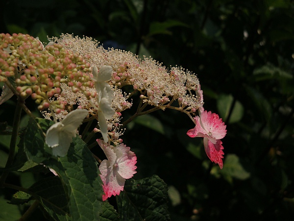 20100612 14.JPG 20100612 14.JPG