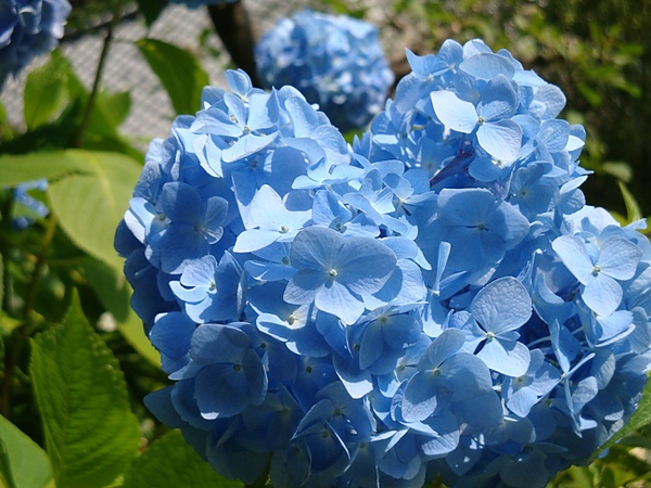 20100612 110.JPG 20100612 110.JPG