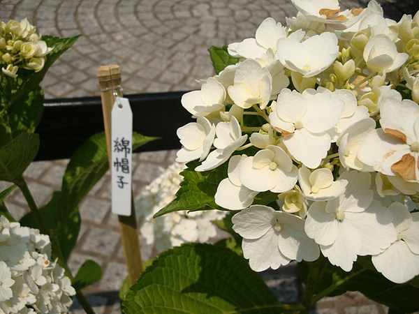 20100612 07.JPG 20100612 07.JPG
