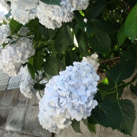 msn13.JPG msn13.JPG