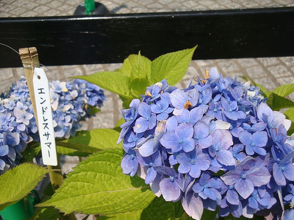 20100612 108.JPG 20100612 108.JPG