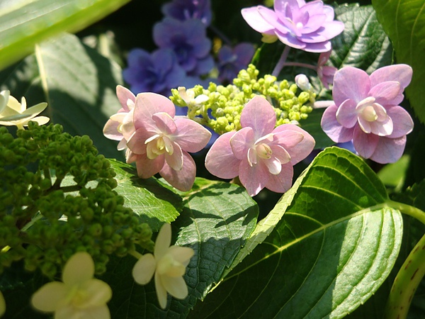 20100612 104.JPG 20100612 104.JPG