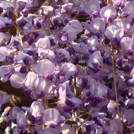 msn21.JPG msn21.JPG