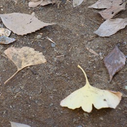 msn16.JPG msn16.JPG