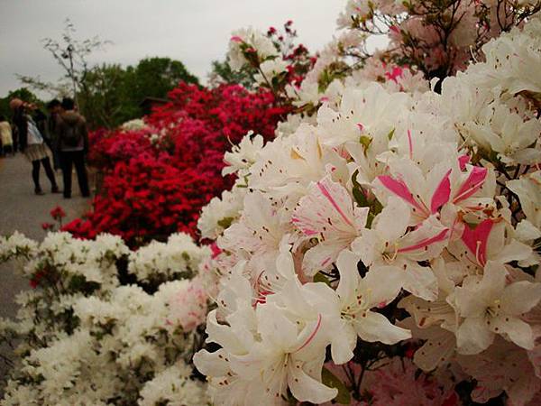 20110504 012.jpg 20110504 012.jpg