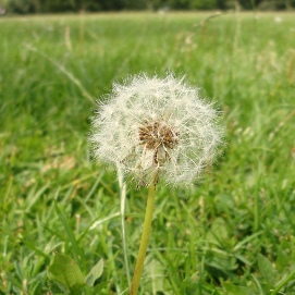 msn14.JPG msn14.JPG