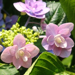 msn23.JPG msn23.JPG